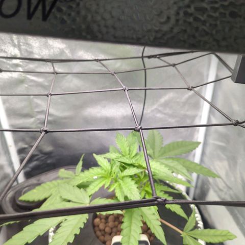 Northern Lights growlog photo: Tiny bit of spotting on lower leaves. I think it's from the stress from pruning earlier in the week. Spots aren't spreading and roots look good. Keeping an eye on it, but I don't think it's anything to worry about. The recovery from the FIM topping is coming in nicely though. Hopefully I'll get her into flower around the 1st of November. Maybe sooner. 