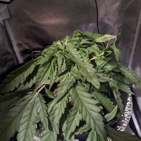 Northern Lights growlog photo: She's recovered from FIM. Third water change in veg. She's got 4 colas. 