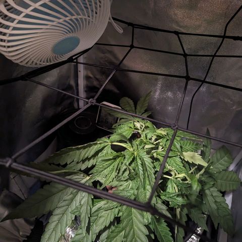Northern Lights growlog photo: She's recovered from FIM. Third water change in veg. She's got 4 colas. 