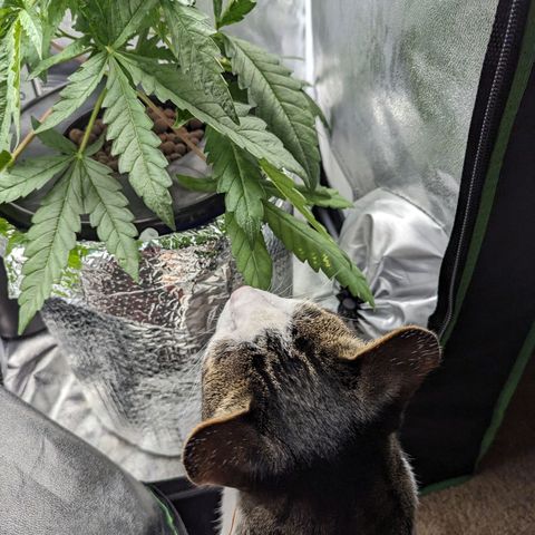 Northern Lights growlog photo: Just checking on plant. Soon she'll be getting trained into the net. Still a bit too short, but it's close. 
