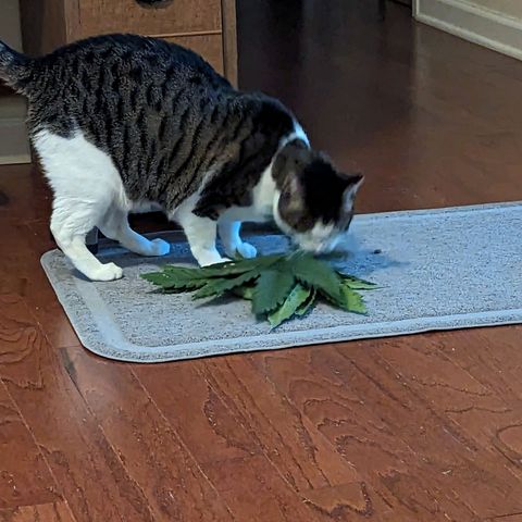 Northern Lights growlog photo: Water change and pruning lower lateral. May do one more prune before flower depending on how she grows this week. Gave the cat the pruned leaves since he likes the smell of it. 