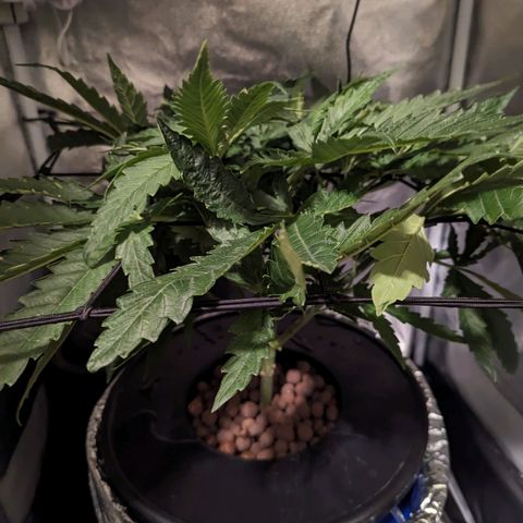 Northern Lights growlog photo: Water change and pruning lower lateral. May do one more prune before flower depending on how she grows this week. Gave the cat the pruned leaves since he likes the smell of it. 