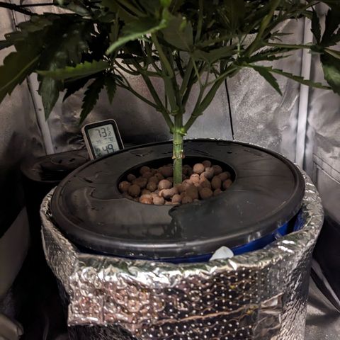 Northern Lights growlog photo: Water change and pruning lower lateral. May do one more prune before flower depending on how she grows this week. Gave the cat the pruned leaves since he likes the smell of it. 