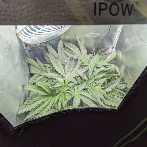 Northern Lights growlog timeline photo