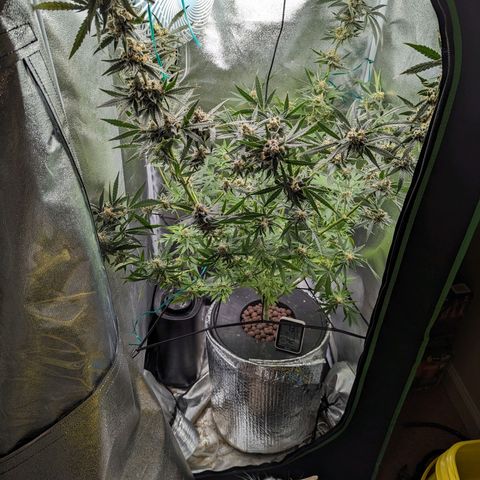 Northern Lights growlog timeline photo
