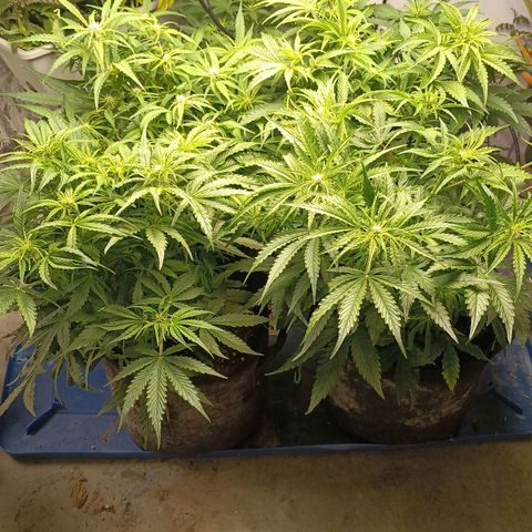 Milky Way growlog timeline photo