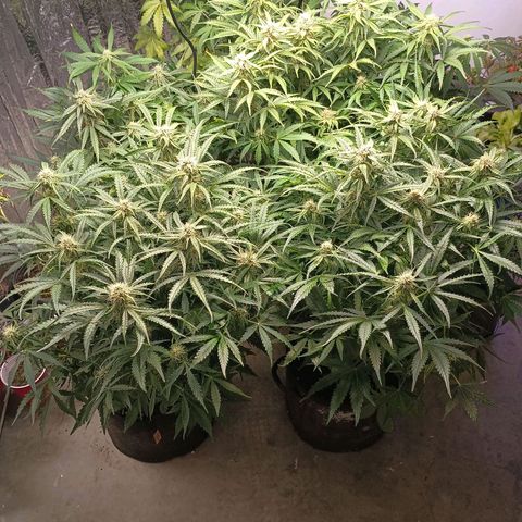 Milky Way growlog timeline photo