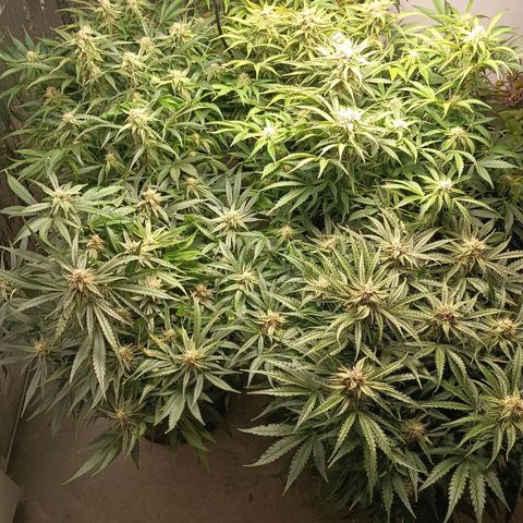 Milky Way growlog timeline photo