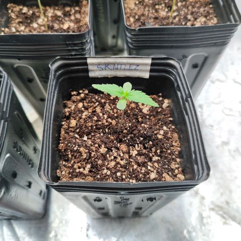 Zkittles growlog timeline photo