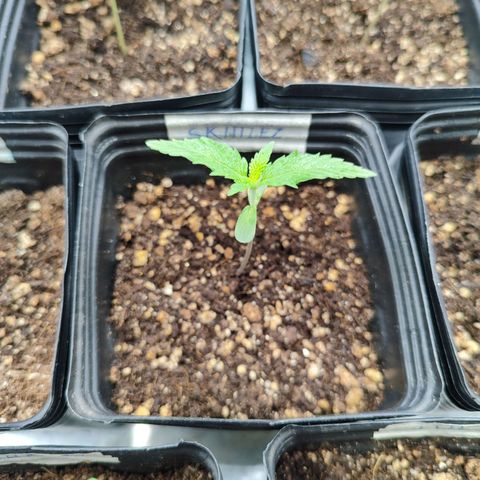 Zkittles growlog timeline photo