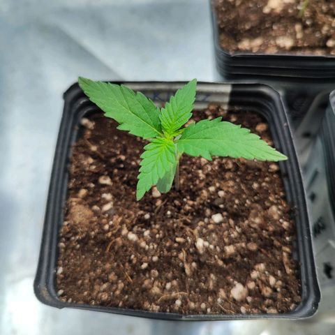 Zkittles growlog timeline photo