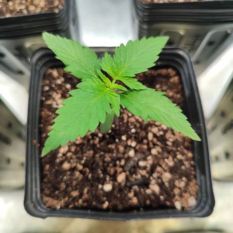 Zkittles growlog timeline photo