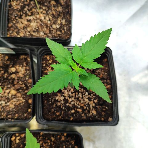 Zkittles growlog timeline photo