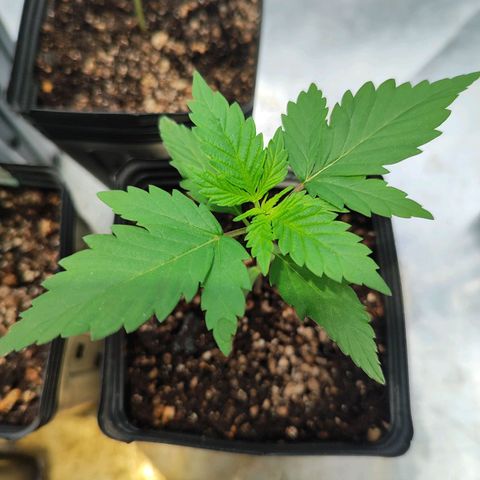 Zkittles growlog timeline photo
