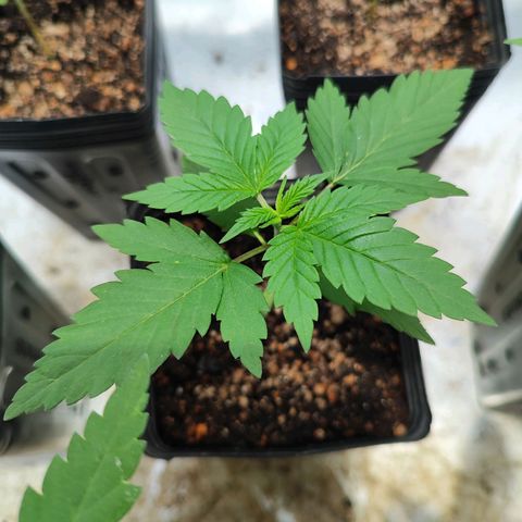 Zkittles growlog timeline photo