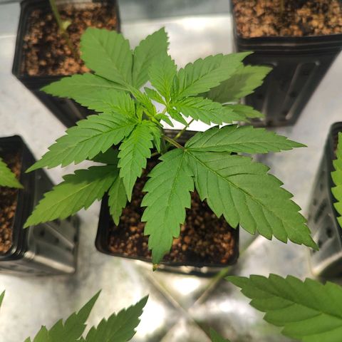 Zkittles growlog timeline photo