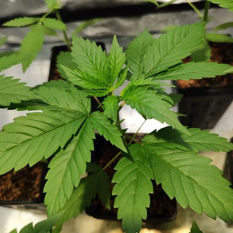 Zkittles growlog timeline photo