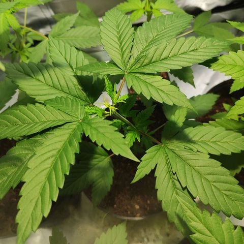 Zkittles growlog timeline photo