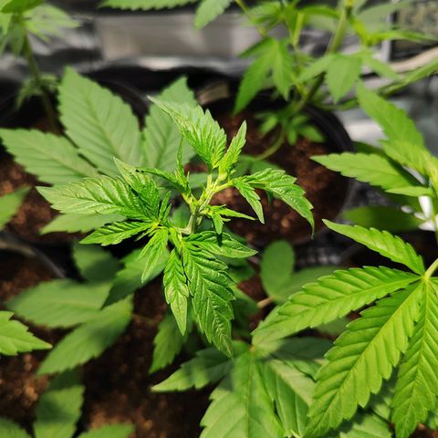 Zkittles growlog timeline photo