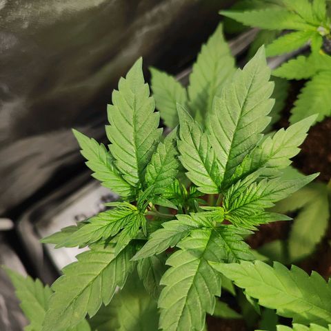 Zkittles growlog timeline photo