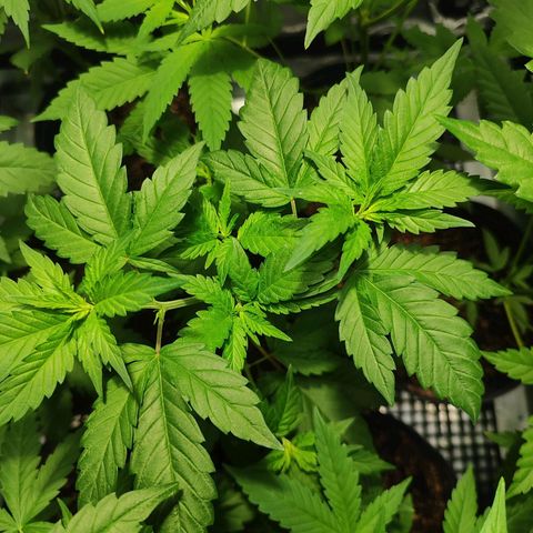 Zkittles growlog timeline photo