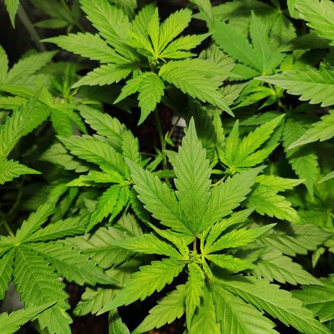 Zkittles growlog timeline photo