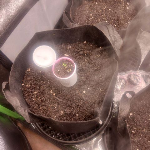 Crescendo Rbx1 growlog timeline photo