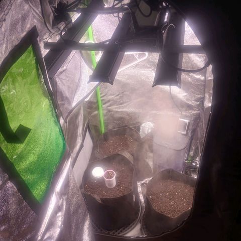 Crescendo Rbx1 growlog timeline photo