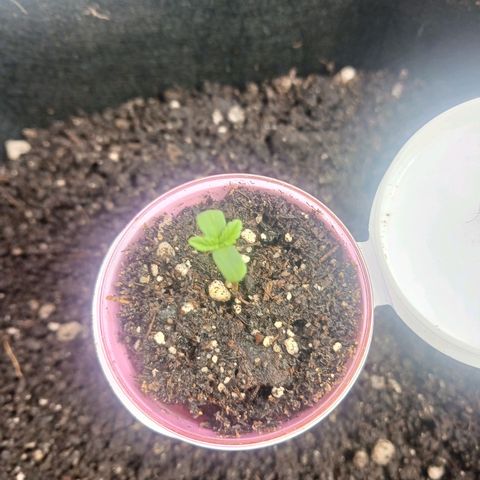 Crescendo Rbx1 growlog timeline photo