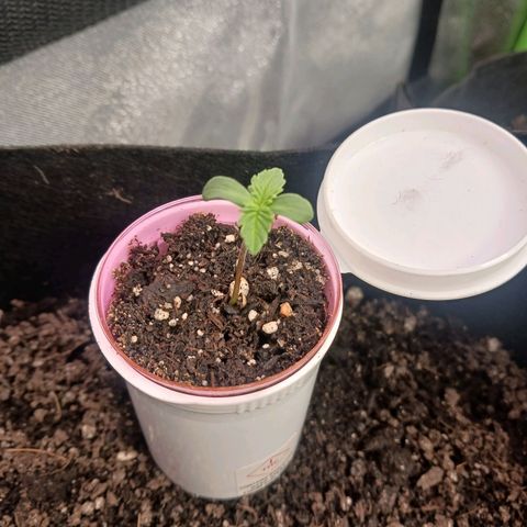 Crescendo Rbx1 growlog timeline photo