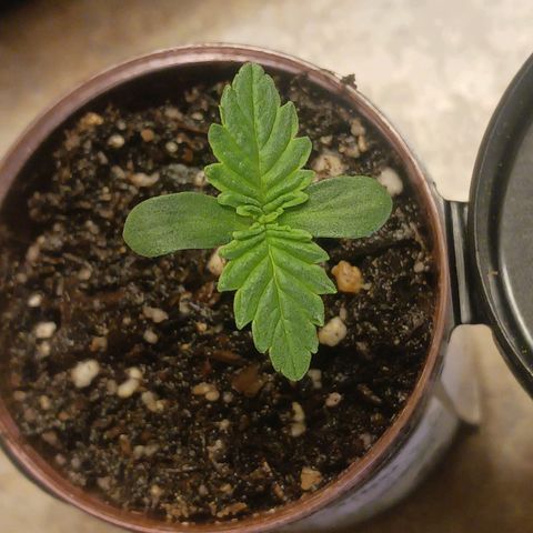 Crescendo Rbx1 growlog timeline photo