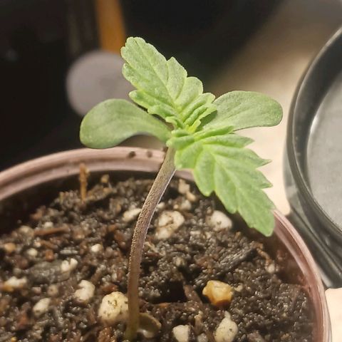 Crescendo Rbx1 growlog timeline photo