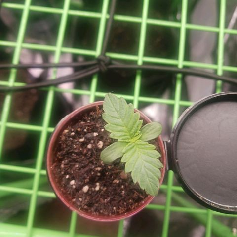 Crescendo Rbx1 growlog timeline photo
