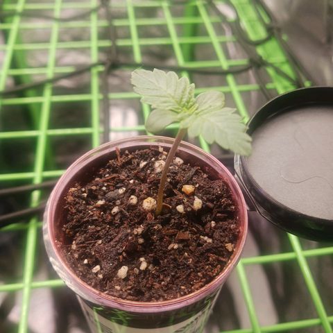 Crescendo Rbx1 growlog timeline photo