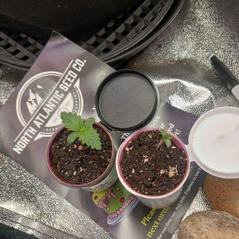 Crescendo Rbx1 growlog timeline photo