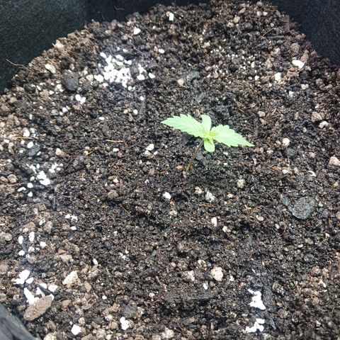 Crescendo Rbx1 growlog timeline photo