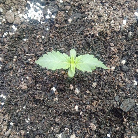 Crescendo Rbx1 growlog timeline photo