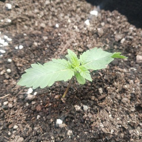Crescendo Rbx1 growlog photo: Not sure what's up with the twisty leaves, probably should have waited longer to transplant.