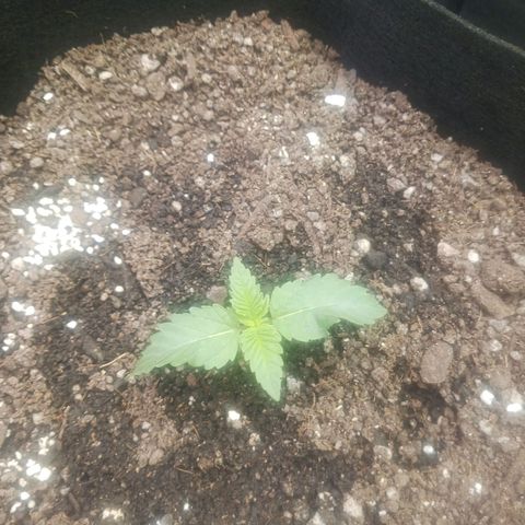 Crescendo Rbx1 growlog timeline photo