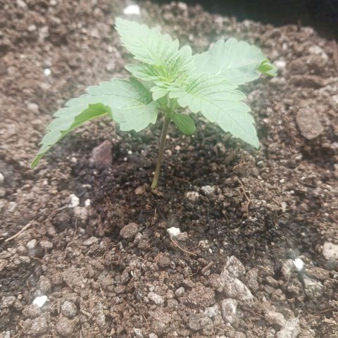 Crescendo Rbx1 growlog timeline photo