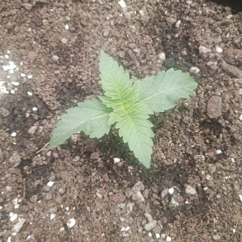 Crescendo Rbx1 growlog timeline photo