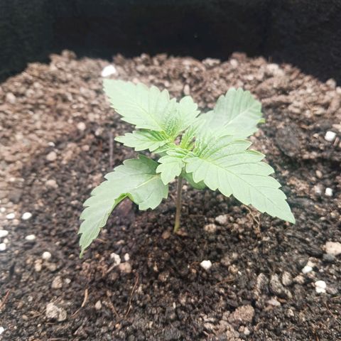 Crescendo Rbx1 growlog timeline photo