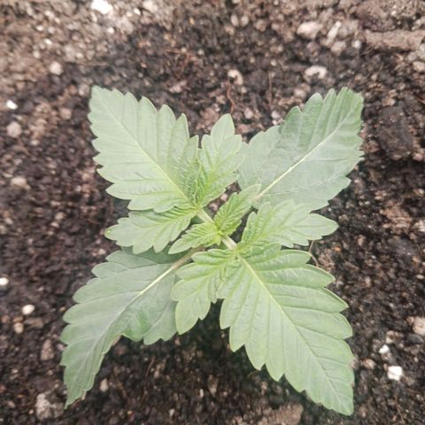 Crescendo Rbx1 growlog timeline photo