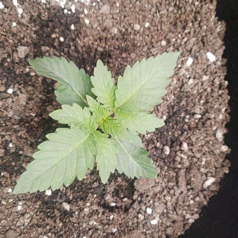 Crescendo Rbx1 growlog timeline photo