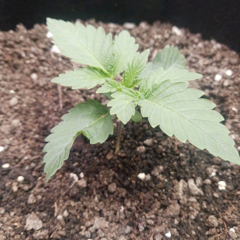 Crescendo Rbx1 growlog timeline photo