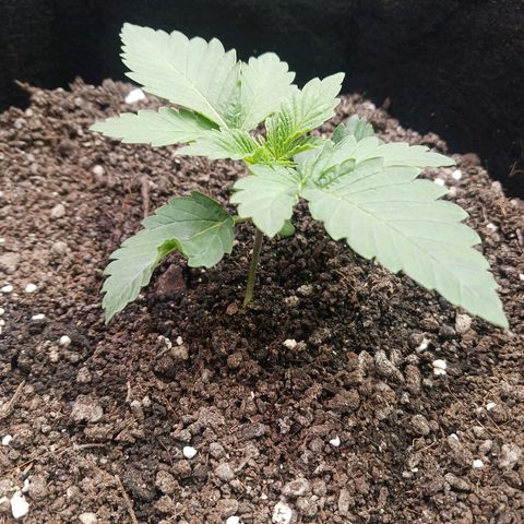 Crescendo Rbx1 growlog timeline photo