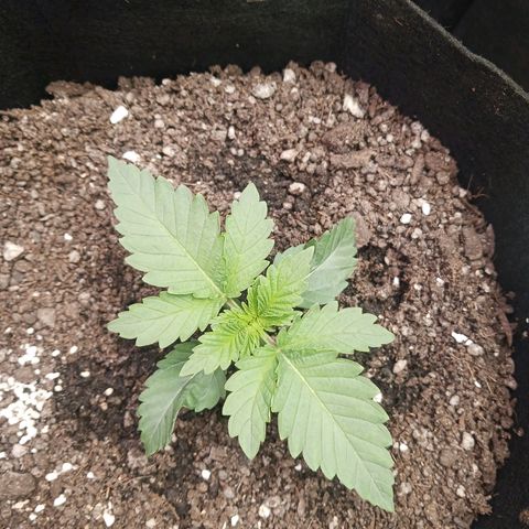 Crescendo Rbx1 growlog timeline photo