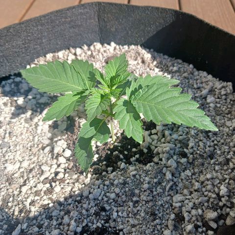 Crescendo Rbx1 growlog photo: Had to go outside while I cleaned and organized the tent.