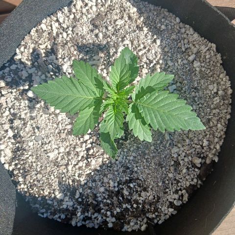 Crescendo Rbx1 growlog photo: Had to go outside while I cleaned and organized the tent.