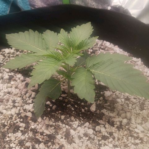Crescendo Rbx1 growlog timeline photo